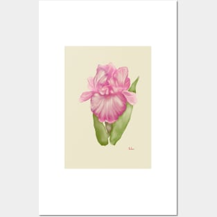 Watercolour Pink Iris Flower Posters and Art
